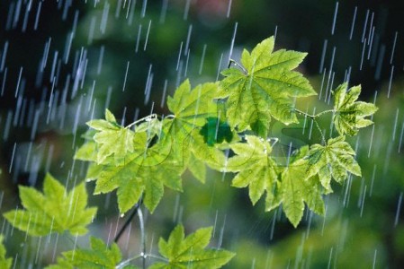 Rain Falling on Vine Maple Leaves