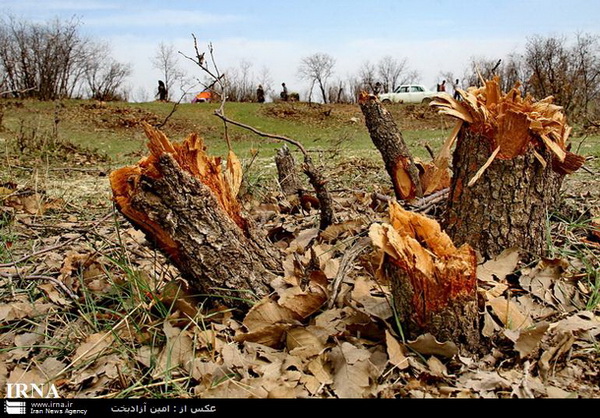 گزارش تصویری از تخریب درخت های بی دفاع بلوط در منطقه ی بلوران کوهدشت