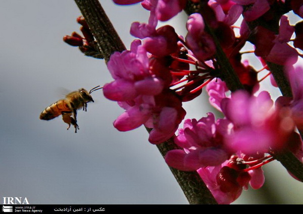 تصاویری از شکوفه های بهاری در طبیعت لرستان