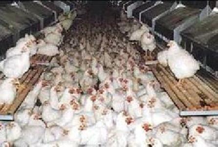 معدوم سازی  ۴۰ تن مرغ و گوشت قرمز در سال ۹۰/شناسایی کانونهای آلوده مرغ در سالجاری