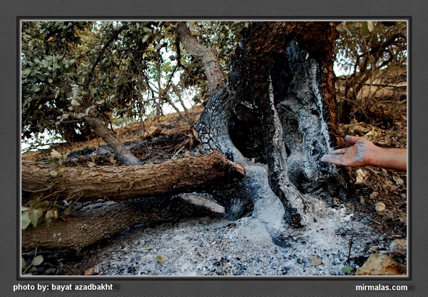 گزارش تصویری از چنگری/ دیگر تک درختی هم برای سوختن نمانده است
