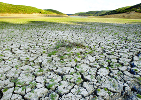 خشکسالی به ۸۵درصد محصولات کشاورزی کوهدشت خسارت زده است