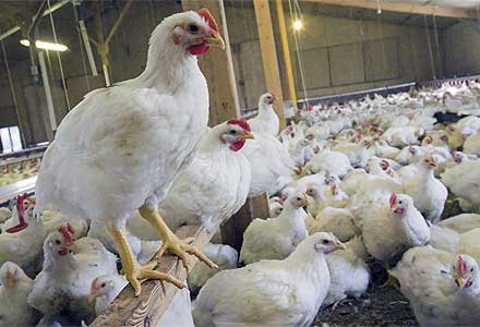 قیمت گوشت مرغ در لرستان کاهش یافت