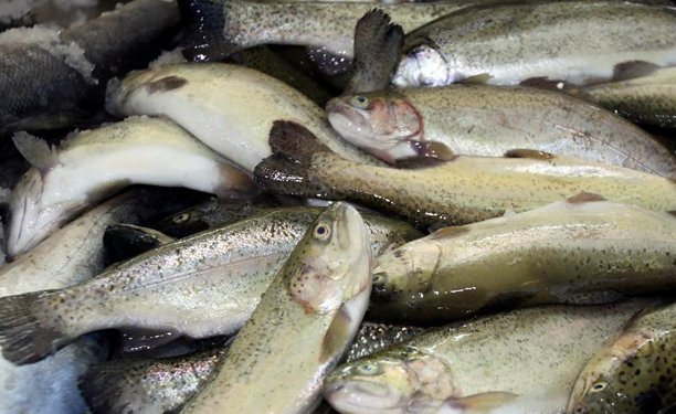 لرستان جایگاه نخست تولید ماهی استان‌های غیرساحلی کشور را دارد