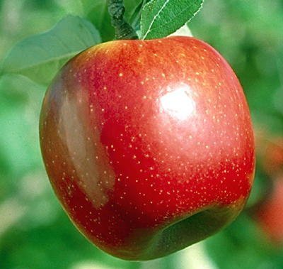 تولید بیش از ۴۳ هزار تن سیب در لرستان