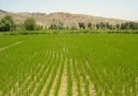 افزایش محصول برنج کشور با تولید ۲۰هزار تن برنج در استان لرستان