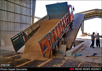 یک پایانه خرید گندم در کوهدشت جریمه شد/ برخورد با خروج غلات از استان