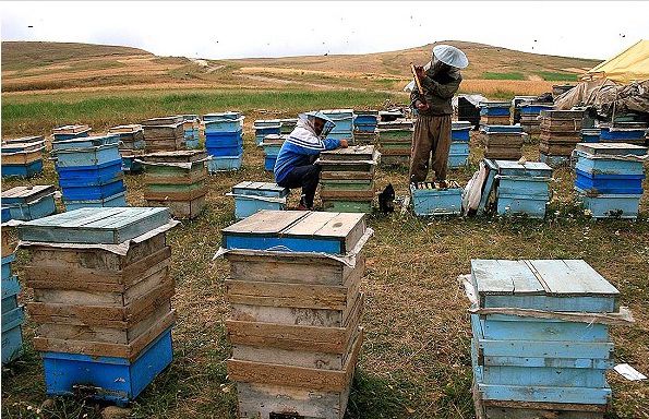 برداشت بیش از هزار تن عسل از کندوهای استان لرستان