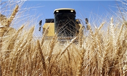 خروج گندم از استان لرستان به سایر مناطق کشور ممنوع شد/۴۰درصد طلب کشاورزان پرداخت شده است