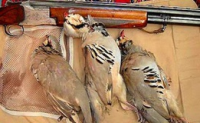دستگیری شکارچیان کبک در منطقه شکار و صید ممنوع گرین