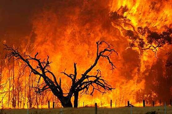 چهار هکتار از باغات انار کوهدشت در آتش سوخت