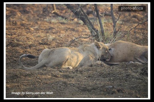 پشیمانی یک شیر از شکار آهوی باردار + تصاویر
