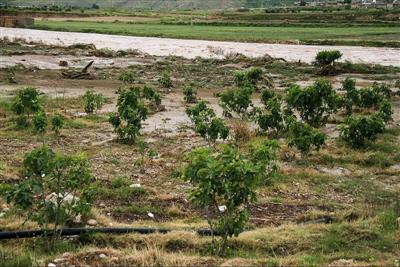 خسارت بارندگی به ۳۰۰ هکتار باغ شهرستان پلدختر