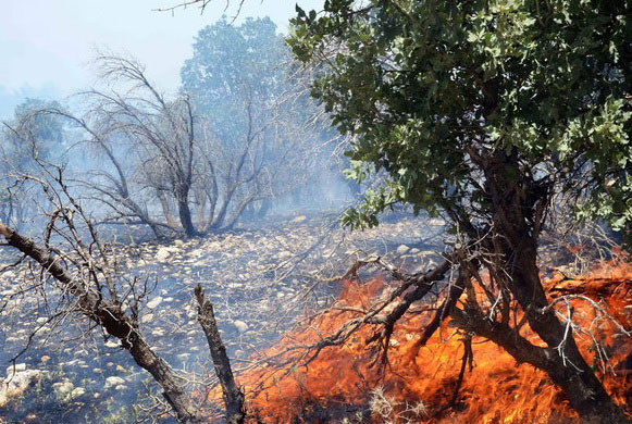 آتش سوزی در جنگلهای پلدختر/ تلاش برای اطفای آتش ادامه دارد