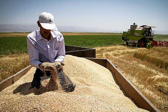 پیش‌بینی برداشت ۷ تن گندم آبی در هر هکتار از مزارع کشاورزی لرستان