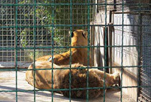 با رعایت نشدن حداقل‌ها، باغ وحش خرم آباد تعطیل می‌شود