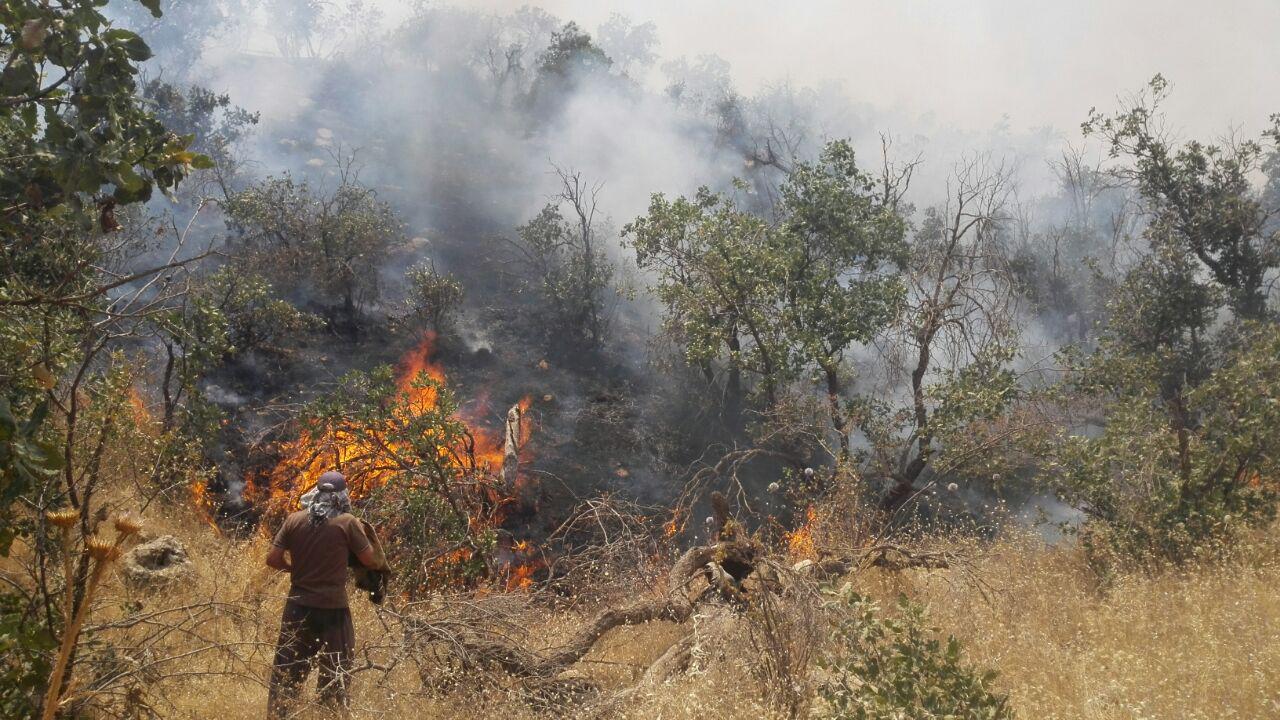 آتش‌سوزی پارک بلوران کوهدشت مهار شد/ خسارت به ۲۰ هکتار از جنگل‌ها
