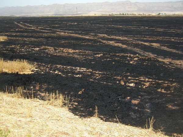 آتش سوزی در اراضی کشاورزی شهرستان کوهدشت