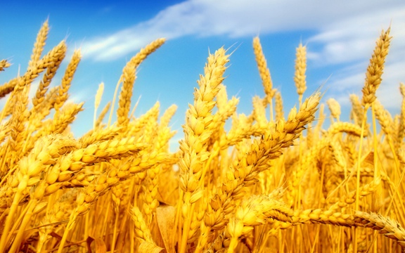 خرید تضمینی ۵۰۲ هزار تن گندم در لرستان‌/سیلوی ۴۰ هزار تنی در کوهدشت احداث می شود