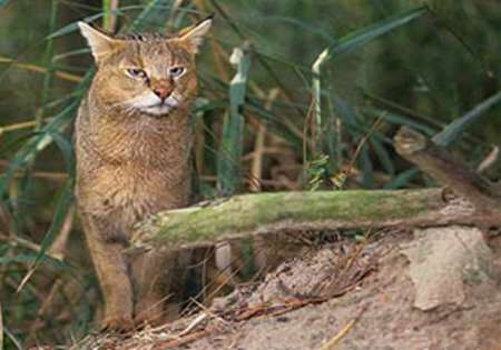 مشاهده گونه گربه جنگلی در رومشکان