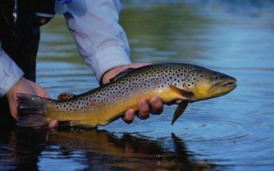 تولید ۱۳ درصد ماهیان سردآبی کشور در لرستان