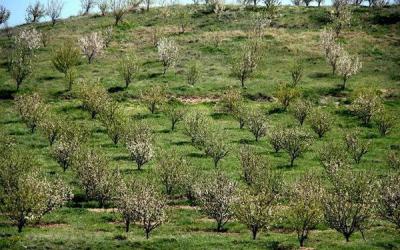 کشت ۷۰۰۰ هکتار باغات دیم در اراضی شیب‌دار لرستان