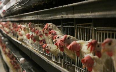 افزایش کشتار روزانه مرغ در لرستان