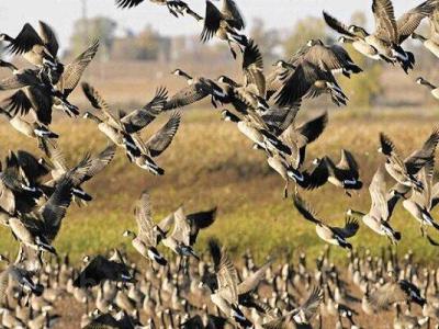پایش بیماری آنفلوانزای فوق حاد پرندگان در حاشیه رودخانه «سیمره»
