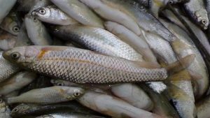 فعالیت ۷۰۰ مزرعه پرورش ماهی در لرستان